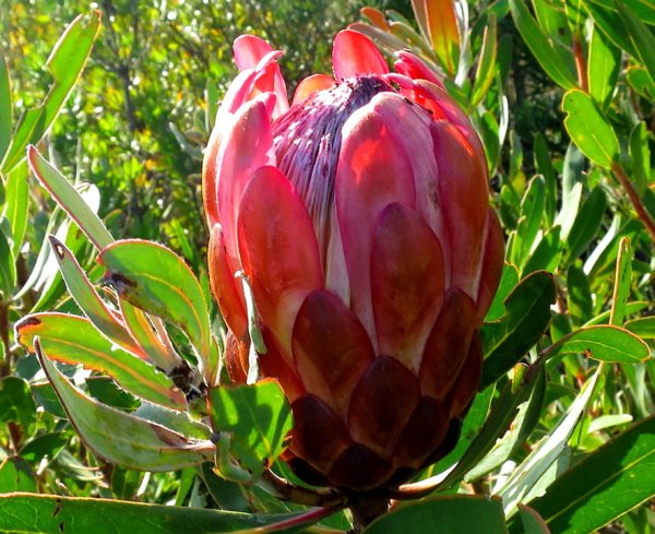 Protea susannae 2